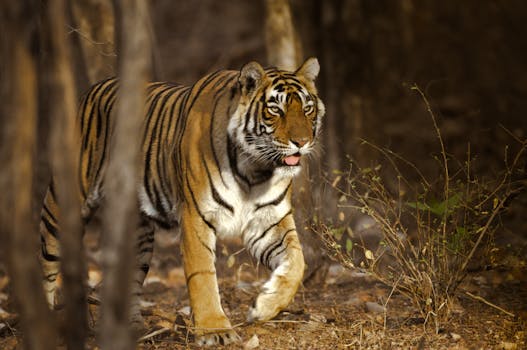 Bengal tiger walking through Indian jungle showcasing wildlife predators.