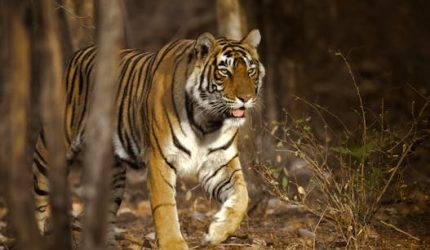 Bengal tiger walking through Indian jungle showcasing wildlife predators.