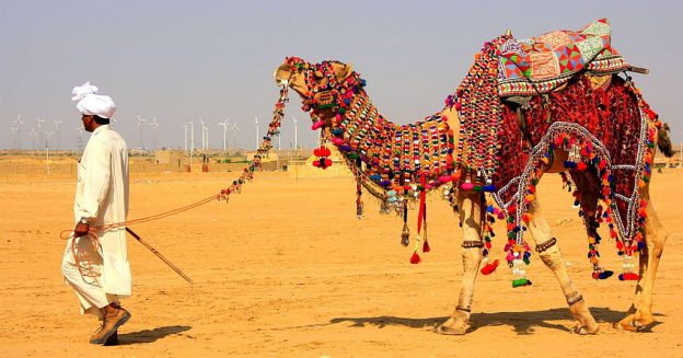 rajasthan camel